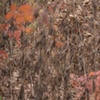 oak leaves 1