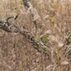 oak branch 2
