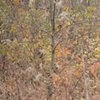 hickory 1