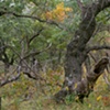 whitetails