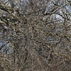 nippersink oaks 2