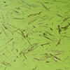yellow river duckweed #9