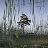 Dead River View #14