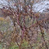 pokeweed 2