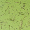 yellow river duckweed #4
