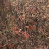 oak leaves 2