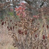 sumac 4
