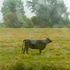 steer