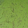 yellow river duckweed #6