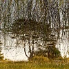 Dead River View #25

