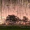 Dead River View #37