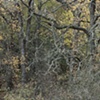 nippersink oaks 9