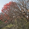 nippersink oaks 11