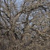 nippersink oaks 5