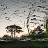 Dead River View #17