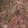 oak leaves 3