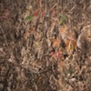 brambles 1