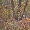 hickory 2