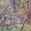 pokeweed 3