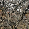 nippersink oaks
