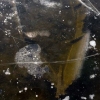 BlackIce_No.3
