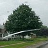nice tree