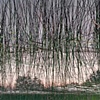 Dead River View #39



