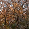 nippersink oaks 6