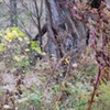 pokeweed 1