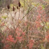 brambles 4