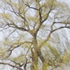 bottomland spring