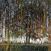 Dead River View #12
