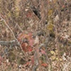 moss 1