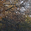 nippersink oaks 1