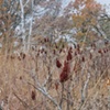 sumac 8