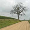 dead tree
