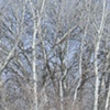 white poplars at miller creek