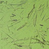 yellow river duckweed #2