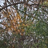 nippersink oaks 10