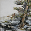 Terrain