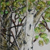 Aspen study I