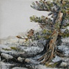 Old Pine: Ghost River Valley series