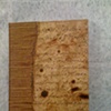 Curiosity Series -  chrysalis sample 