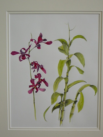 Vanina's Orchid