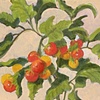 Grape Tomatos
