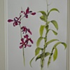 Vanina's Orchid