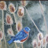 Mr. Bluebird