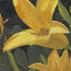 Daylilies Up Close 3