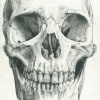 skull portrait