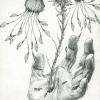 ink drawing